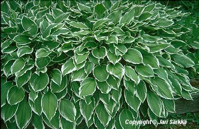  Hosta undulata Albomarginata